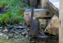 Asiatische Kurzkrallenotter