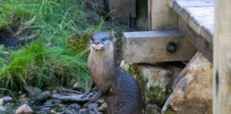 Asiatische Kurzkrallenotter