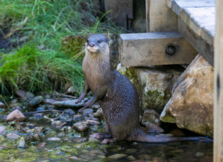 asiatische kurzkrallenotter