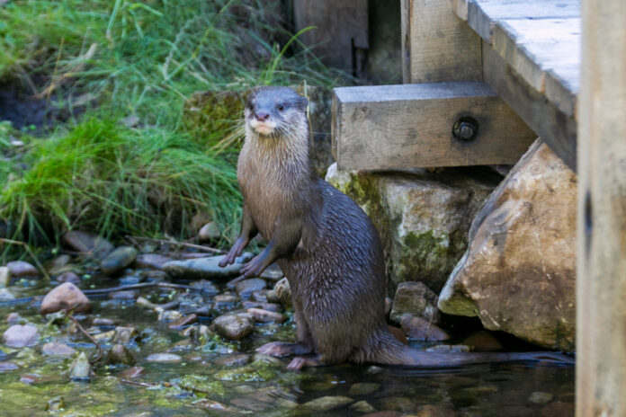 Asiatische Kurzkrallenotter