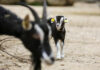 nachwuchs bei den thüringer-waldziegen im erlebnis-zoo hannover.