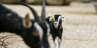 Nachwuchs bei den Thüringer-Waldziegen im Erlebnis-Zoo Hannover.