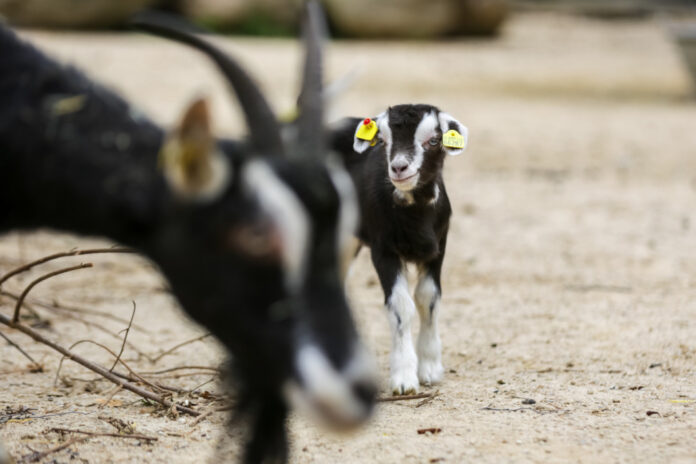 Nachwuchs bei den Thüringer-Waldziegen im Erlebnis-Zoo Hannover. Nachwuchs bei den Thüringer-Waldziegen im Erlebnis-Zoo Hannover.