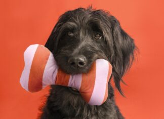 hunde dürfen jetzt in alle ikea-filialen in deutschland ikea: hunde dürfen jetzt mit ins einrichtungshaus