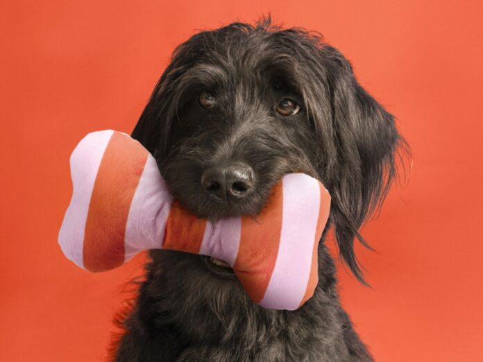 IKEA: Hunde dürfen jetzt mit ins Einrichtungshaus