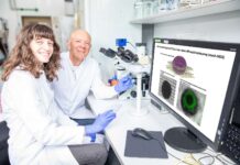 Wollen 3D-Organoide in einem mehrschichtigen Elektrodennetz integrieren, um Herzsicherheit von Medikamenten besser vorauszusagen: Dr. Lika Drakhlis und Prof. Dr. Robert Zweigerdt.