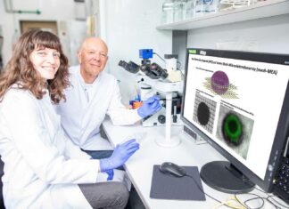 wollen 3d-organoide in einem mehrschichtigen elektrodennetz integrieren, um herzsicherheit von medikamenten besser vorauszusagen: dr. lika drakhlis und prof. dr. robert zweigerdt.
