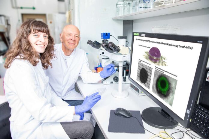 Wollen 3D-Organoide in einem mehrschichtigen Elektrodennetz integrieren, um Herzsicherheit von Medikamenten besser vorauszusagen: Dr. Lika Drakhlis und Prof. Dr. Robert Zweigerdt.