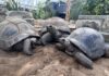 aldabra-riesenschildkröten zurück im erlebnis-zoo hannover die riesenschildkröten cassiopeia, bert und romina (vo.li.)