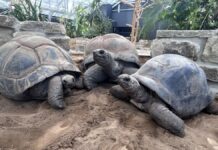 Aldabra-Riesenschildkröten zurück im Erlebnis-Zoo Hannover Die Riesenschildkröten Cassiopeia, Bert und Romina (vo.li.)