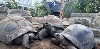 Die Riesenschildkröten Cassiopeia, Bert und Romina (vo.li.)