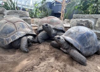 Die Riesenschildkröten Cassiopeia, Bert und Romina (vo.li.)
