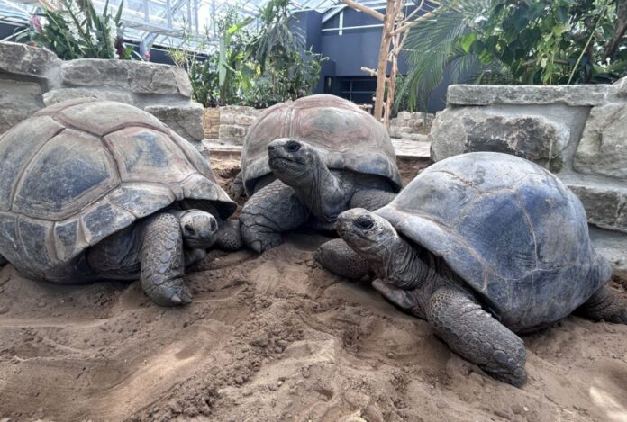 Cassiopeia, Bert und Romina (vo.li.) Die Riesenschildkröten Cassiopeia, Bert und Romina (vo.li.)