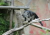 seltene binturongs im erlebnis-zoo hannover eingezogen binturong im erlebnis-zoo hannover.