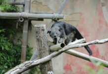 Binturong im Erlebnis-Zoo Hannover.