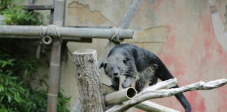Binturong im Erlebnis-Zoo Hannover.