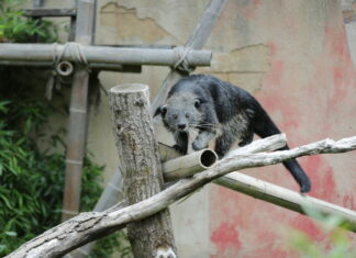 seltene binturongs im erlebnis-zoo hannover eingezogen binturong im erlebnis-zoo hannover.