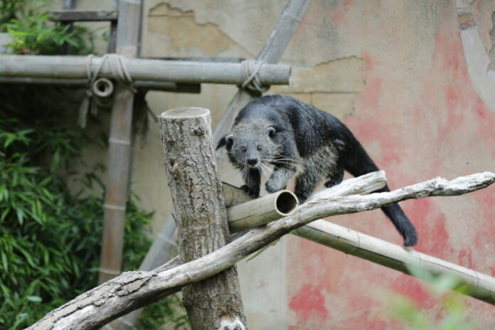 Binturong im Erlebnis-Zoo Hannover.