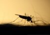 mücke / stechmücke / mosquito