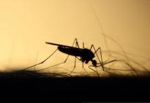 Mücke / Stechmücke / Mosquito