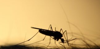 Mücke / Stechmücke / Mosquito