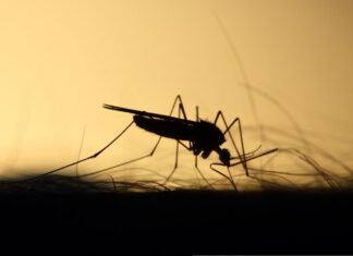 Mücke / Stechmücke / Mosquito