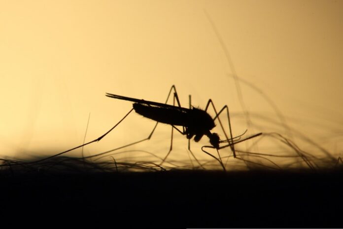 Mücke / Stechmücke / Mosquito Mücke / Stechmücke / Mosquito