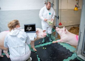 MHH startet Millionenprojekt für Schweineorgane als Organersatz Organmangel überbrücken: MHH startet neues Projekt XeNid. Zwei Menschen sind zusammen mit zwei Schweinen in einem Stall.