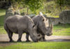 nashörner aus hodenhagen sollen neue zuchtgruppe in mexiko aufbauen vor dem transport: breitmaulnashorn-weibchen moana (r.) und salma im serengeti-park hodenhagen (14.10.2026).