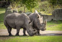 vor dem transport: breitmaulnashorn-weibchen moana (r.) und salma im serengeti-park hodenhagen (14.10.2026).