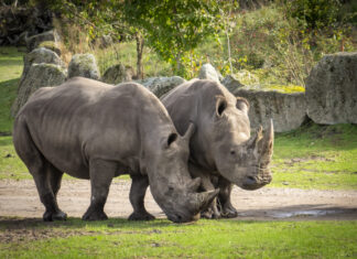vor dem transport: breitmaulnashorn-weibchen moana (r.) und salma im serengeti-park hodenhagen (14.10.2026).