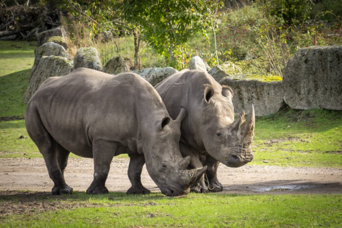 Vor dem Transport: Breitmaulnashorn-Weibchen Moana (r.) und Salma im Serengeti-Park Hodenhagen (14.10.2026).