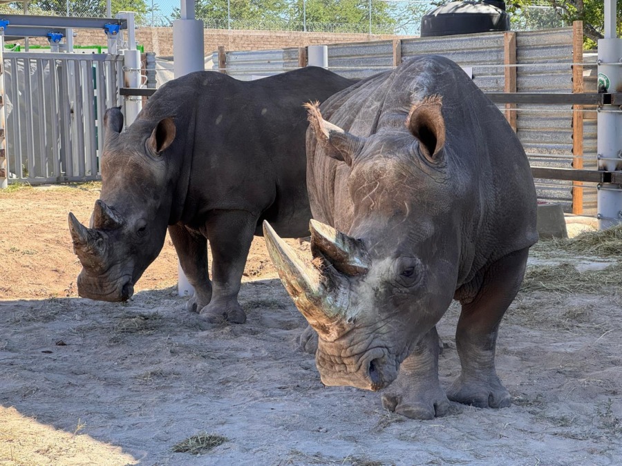 salma (l) und moana (r) nach der ankuft im  zoológico guadalajara.