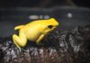 schrecklicher pfeilgiftfrosch