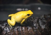 Erlebnis-Zoo Hannover zieht mehr als 200 bedrohte Pfeilgiftfrösche nach Schrecklicher Pfeilgiftfrosch