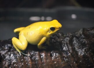 schrecklicher pfeilgiftfrosch