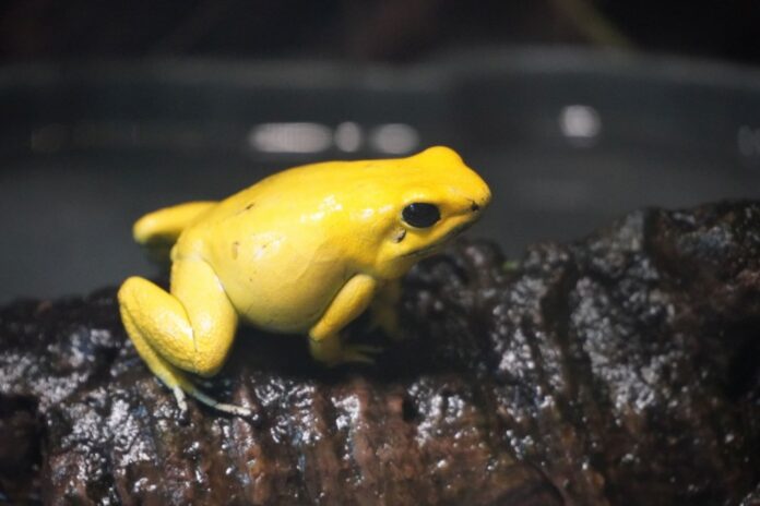 Schrecklicher Pfeilgiftfrosch