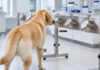 onkodog: hannover erforscht krebserkennung durch hunde spürhund an einer geruchsprobenstation. ki-generiertes symbolbild zur medizinischen spürhundeforschung.