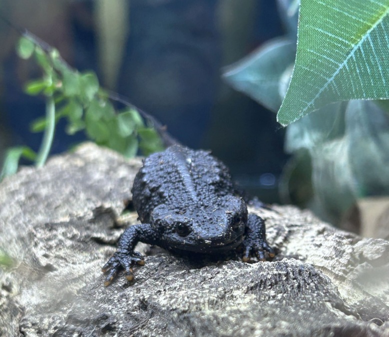 zieglers krokodilmolch